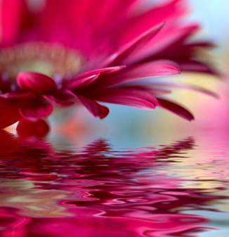 Closeup of pink daisy-gerbera with soft focus